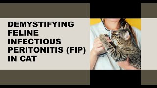 😺 Demystifying Feline Infectious Peritonitis (FIP): Diagnosis, Treatment, and Prevention