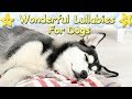 Soothing And Relaxing Music For Husky Puppies ♫ Calm Your Dog Within Minutes