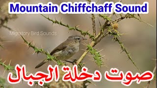 صوت دخلة الجبال || Mountain Chiffchaff Sound