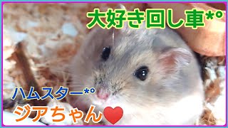 【大好き回し車】#shorts #ハムスター #hamster