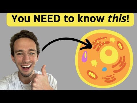 Is the cytoplasm a membrane bound organelle?
