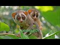 Sri Lankan Endangered Animals-ශ්‍රී ලංකාවේ වඳ වී යෑමේ තර්ජනයට ලක් වූ සතුන්