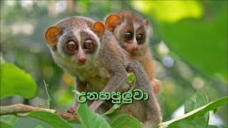 Sri Lankan Endangered Animals-ශ්‍රී ලංකාවේ වඳ වී යෑමේ තර්ජනයට ලක් වූ සතුන්