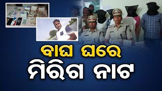 ବାଘ ଘରେ ମିରିଗ ନାଟ | Odisha Reporter