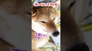 【柴犬】とある朝のシバ犬　アフレコ　#shorts