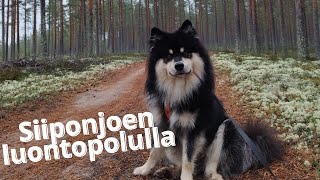 Siiponjoen luontopolku Kalajoella