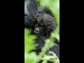 Symbolically Adopt This Infant Gorilla | Dian Fossey Gorilla Fund