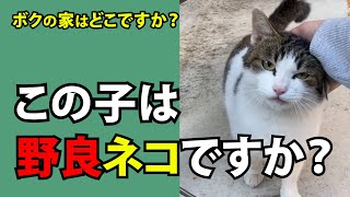 【保護ねこ１日目】野良ネコとは思えないんだが！