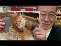 熊本　猫派仏壇店♬ やっぱり私は猫が好き🐱　今日は2月22日「猫の日」