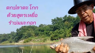 #สูตรเหยื่อตกปลาตะโกก #สูตรเหยื่อรำบ่มมะกอก #fishing    (Ep81)