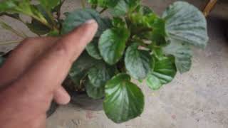 Begonia ki cutting kaise lagaye | Begonia plant care | Begonia flower plant cutting propagation