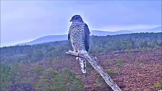 11 Feb am ~ Goshawk was back on Asha's perch ~ ©️RSPBLochGarten\u0026WildlifeWindows