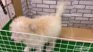 ペットショップ犬の家＆猫の里 イオン小牧店【生体番号　132832】【種類　ハーフ犬】