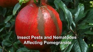 Insect Pests and Nematodes Affecting Pomegranate