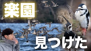 【感動】とんでもない野鳥の楽園を見つけてしまいました《α6700野鳥撮影｜マガン.タゲリ.アカゲラ.トモエガモ etc》