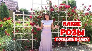 САДОВЫЕ РОЗЫ. Классификация и все ВИДЫ РОЗ для начинающих! Roses in the garden.