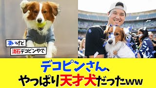 大谷翔平の愛犬･デコピンさん、やっぱり天才犬だったｗｗｗ【海外の反応】【大谷翔平】【なんｊ】【2ch】【プロ野球】【甲子園】【MLB】