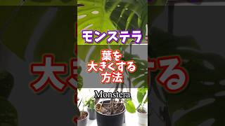 モンステラの葉を大きくする方法・How to make monstera leaves bigger・#観葉植物 #plants #monstera