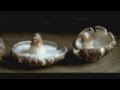 Benefits of Forest Farming Shiitake Mushrooms Benefits of Forest Farming Shiitake Mushrooms