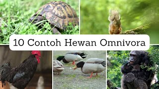 10 Contoh hewan omnivora