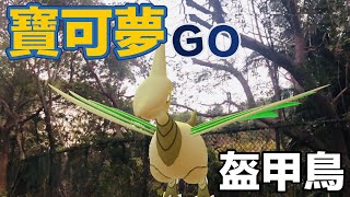 寶可夢Pokémon 色違盔甲鳥！用伊布家族打 小小花仙子