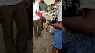 🔥alaganalur seval santhai #chicken #madurai #seval #birds #petsvlog #kattuseval