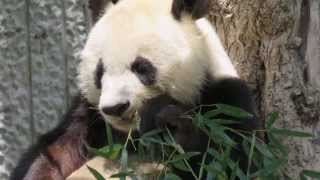 まだまだ竹を食べるタンタン♪ #王子動物園 【20150517】