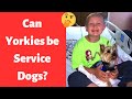 Can Yorkies become Service Dogs? How To do that?