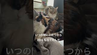 猫はやっぱりこたつだよね🍊さっきまでこたつの中にいたのに、、#猫#こたつ#冬