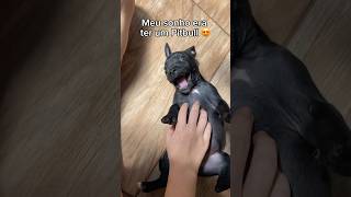 Meu sonho era ter um Pitbull e de presente tomei…🎁 #cachorro #pitbull #cachorros #filhote #filhotes