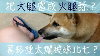 把腳當豬腳在舔？Happy把葛格的腿往死裡舔【柴犬 我是Happy，她是蜜獎】