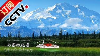 [Tibet Short Documentaries] Herbal Valley | CCTV