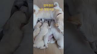 엄마젖은 꿀맛~~ 어미와 젖먹는 일곱 새끼 강아지들