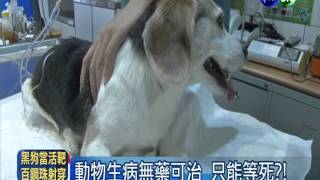 治療動物用人藥 抗藥性恐致浩劫