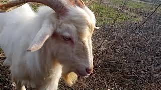 keçilerle yonca tarlasında. with the goats in the clover field