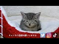 チュール大好き猫の必死過ぎる一部始終を捉えました！