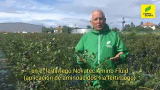 Estrategia COMPO EXPERT para el cultivo de arándano