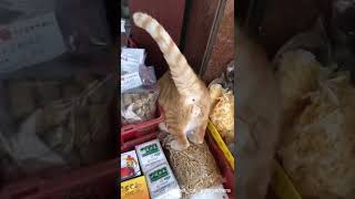 Cats can make you laugh - HK Cats Funny cats