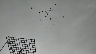 pigeons flying রেসিং হোমা কবুতর আর গিরিবাজ কবুতর একসাথে ফ্লাইং করাবো | Racing homa pigeons