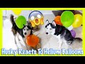 Hachi the Husky dog reacts to helium balloons!