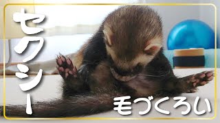 セクシー毛づくろいフェレット　ferret!!!  Sexy grooming ferret