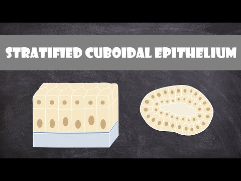 What is the location of stratified cuboidal epithelium?
