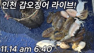 11월 14일 인천권 영흥도 갑오징어낚시 아쉬운 졸업식...