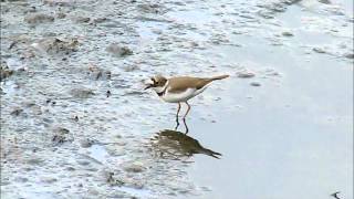 「　野鳥百景　」　コチドリ　Charadrius dubius 2012年