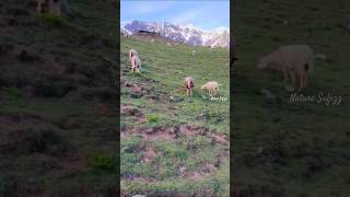 Mountain Harmony: Peaceful Sheep Grazing Before Snowy Peaks #mountains #snowy #sheep #grazing #asmr