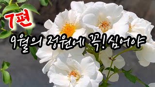 (9월)올해도 씨앗,구근 꼭 심어야지요