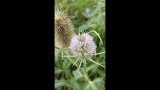 Common teasel (Dipsacus fullonum)