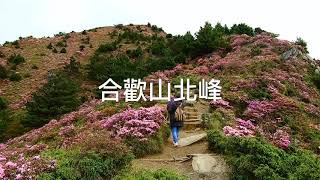 紅毛杜鵑—合歡山北峰（影片檔）