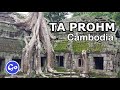 Ta Prohm (2) - Breathtaking Trees with Gigantic Roots Grow out of Jungle Temple Ruins