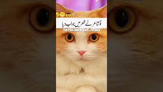 #funny #shortvideos #cat #comedyvideos #comedy #funnyshorts #catlover #areitanakoipagalnahosake #cat